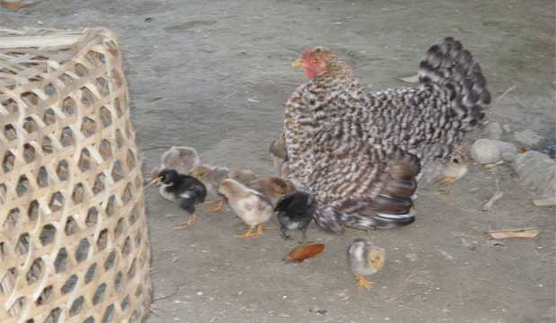 A mother hen and her brood the Kumal family are raising. The birds will be sacrificed during religious ceremonies Photo: ICIMOD